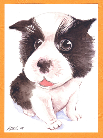 puppy